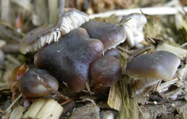 Una peziza nel sacco e altre specie primaverili